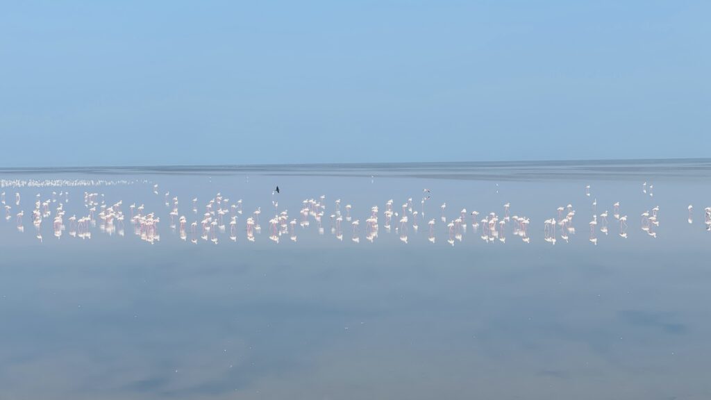 Flamingos on the way to Dholavaira